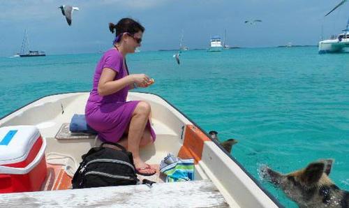 The pigs swim out looking for titbits from visiting sailors and tourists ©  SW